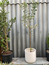 Load image into Gallery viewer, Banksia Integrifolia