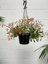 Load image into Gallery viewer, Kalanchoe 'freedom Bells' 155mm