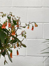 Load image into Gallery viewer, Kalanchoe 'freedom Bells' 155mm