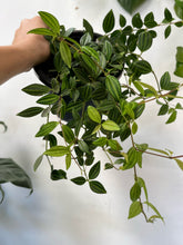 Load image into Gallery viewer, Peperomia Diamond 170mm Hb