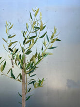 Load image into Gallery viewer, Olive 'kalamata Jumbo'