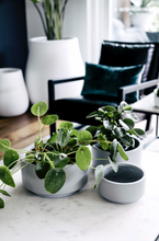 Load image into Gallery viewer, Good Size