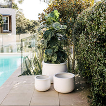 Load image into Gallery viewer, Tah Pot