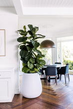 Load image into Gallery viewer, Waddle