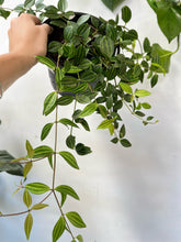 Load image into Gallery viewer, Peperomia Diamond 170mm Hb