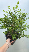 Load image into Gallery viewer, Buxus Microphylla Japonica