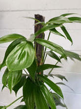 Load image into Gallery viewer, Epipremnum Pinnatum Totem