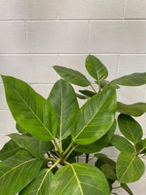 Load image into Gallery viewer, Ficus Altissima 'yellow Gem'