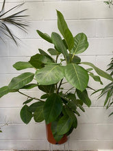 Load image into Gallery viewer, Ficus Altissima 'yellow Gem'