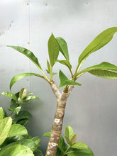 Load image into Gallery viewer, Plumeria Rubra Yellow/white 140mm