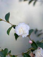 Load image into Gallery viewer, Camellia Sansanqua 'pure Silk'