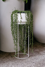 Load image into Gallery viewer, Senecio 'string Of Pearls'