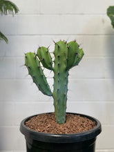 Load image into Gallery viewer, Myrtillocactus Geometrizans 300mm