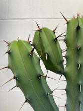 Load image into Gallery viewer, Myrtillocactus Geometrizans 300mm