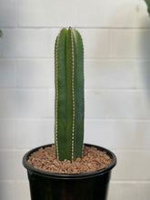 Load image into Gallery viewer, Pachycereus Marginatus 250mm