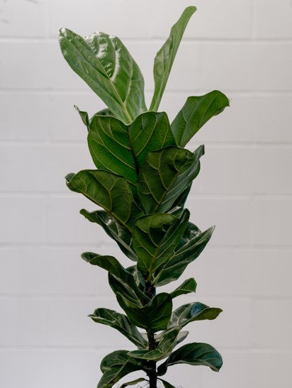 PLANT DIARIES: Fiddle Leaf Fig