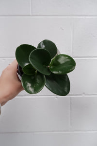 Peperomia Obtusifolia