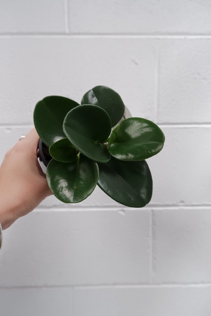 Peperomia Obtusifolia
