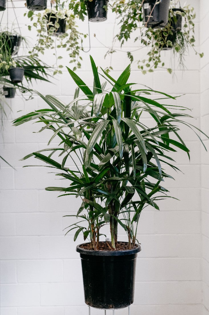 LOW LIGHT INDOOR PLANTS  Botanica Lane