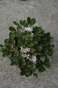 Rhaphiolepis 'oriental Pearl' [sz:200mm]