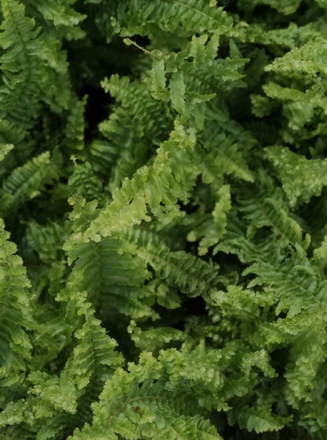 Boston Fern 'fluffy Ruffles' 105mm