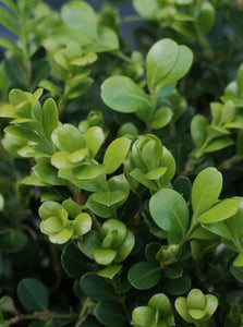 Buxus Microphylla Japonica