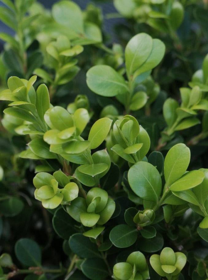 Buxus Microphylla Japonica