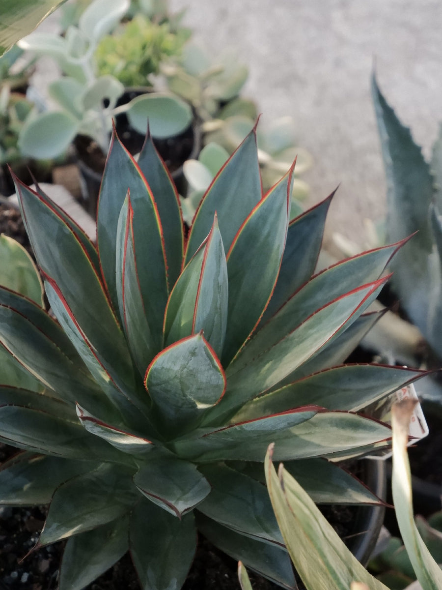 Agave 'blue Glow' – Botanica Lane