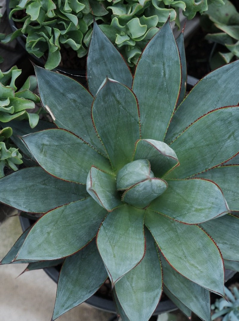 Agave 'blue Glow' – Botanica Lane