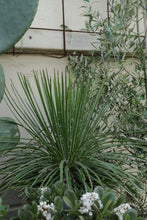 Load image into Gallery viewer, Agave Geminiflora
