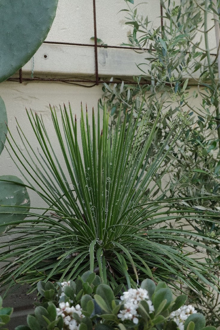 Agave Geminiflora