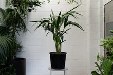 Load image into Gallery viewer, Howea Forsteriana &#39;kentia Palm&#39; [sz:200mm]
