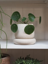 Load image into Gallery viewer, Pilea Peperomoides [sz:100mm]

