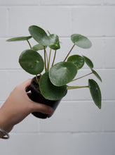 Load image into Gallery viewer, Pilea Peperomioides 120mm
