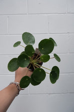 Load image into Gallery viewer, Pilea Peperomoides [sz:100mm]
