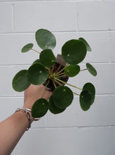 Load image into Gallery viewer, Pilea Peperomioides 120mm
