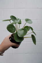 Load image into Gallery viewer, Pilea Peperomoides [sz:100mm]
