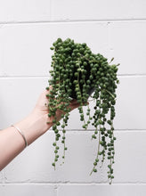 Load image into Gallery viewer, Senecio &#39;string Of Pearls&#39; [sz:140mm]
