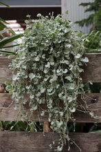Load image into Gallery viewer, Dichondra &#39;silver Falls&#39;
