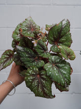 Load image into Gallery viewer, Begonia Rex 130mm 
