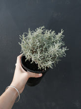 Load image into Gallery viewer, Santolina Chamaecyparissus [sz:140mm]
