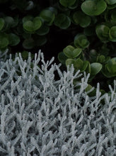 Load image into Gallery viewer, Santolina Chamaecyparissus [sz:140mm]
