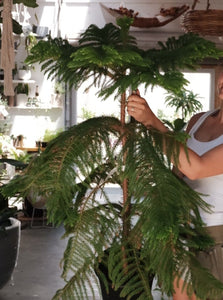 Norfolk Island Pine