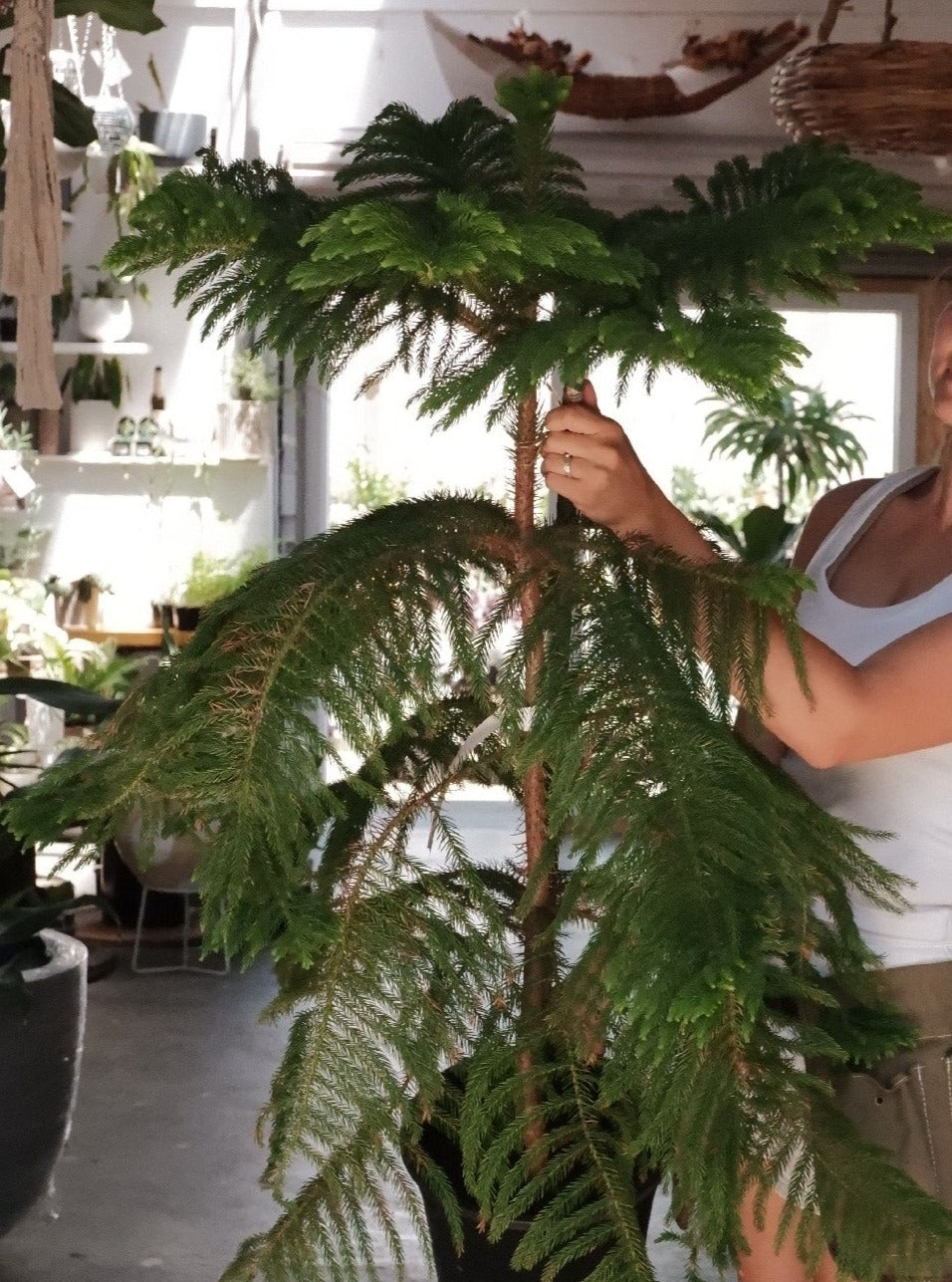 Norfolk Island Pine