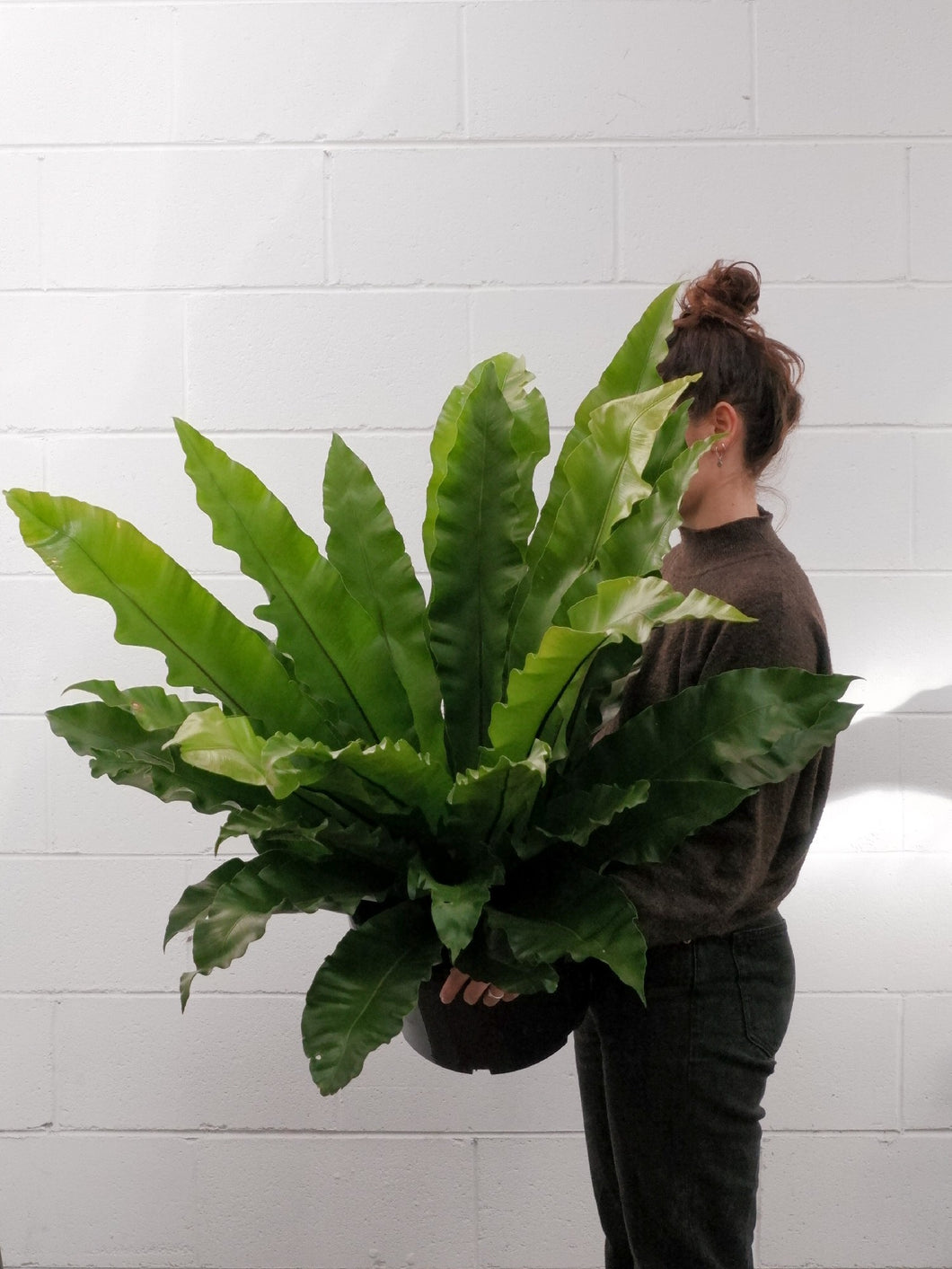 Asplenium Australasicum [sz:300mm]