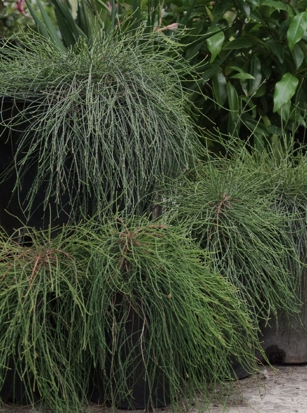 Casuarina 'cousin It' [sz:150mm]