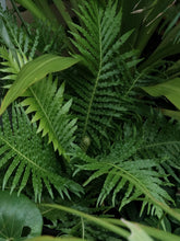 Load image into Gallery viewer, Blechnum &#39;silver Lady&#39; [sz:130mm]
