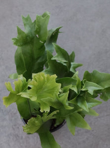 Microsorum 'green Flame 130mm