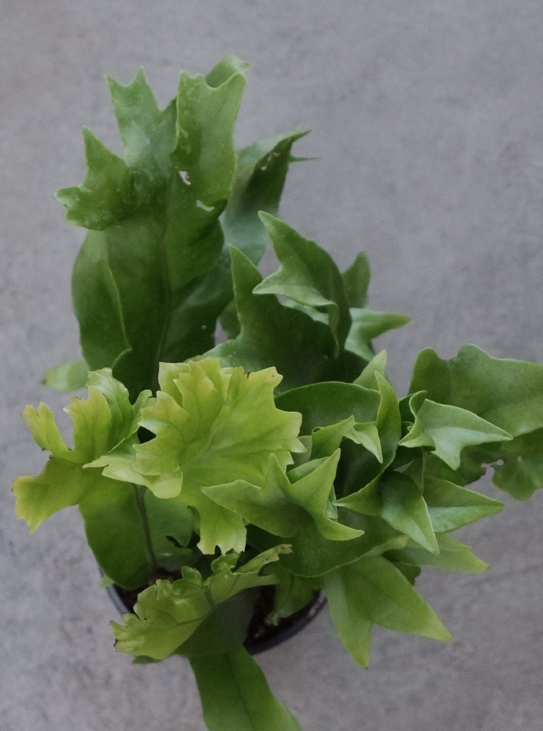 Microsorum 'green Flame 130mm