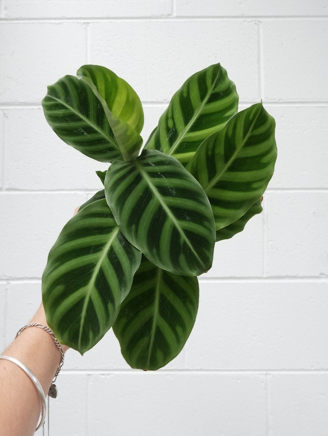Calathea Zebrina [sz:130mm]